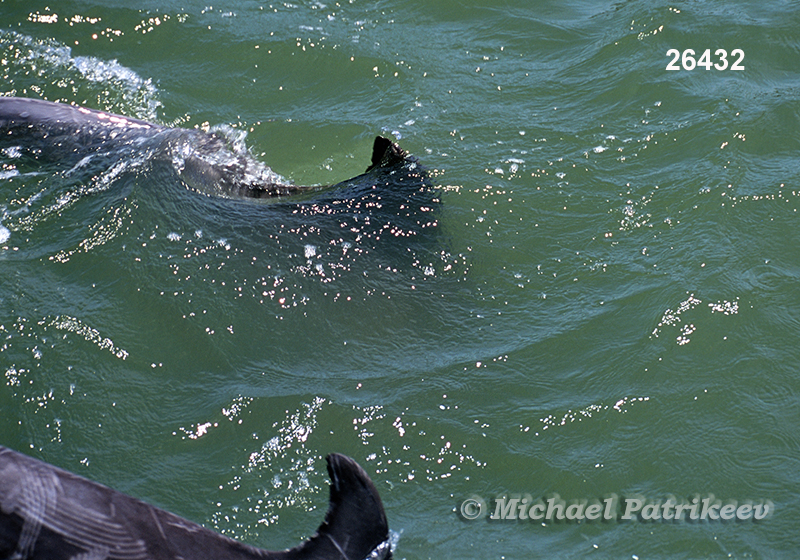 Common Bottlenose Dolphin (Tursiops truncatus)